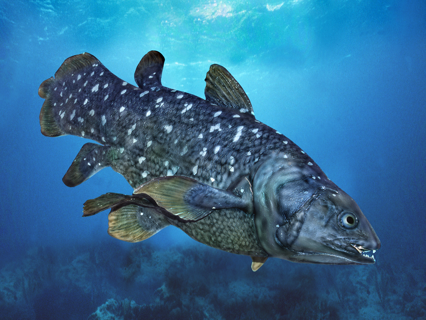 Big Fish Fossil Recalls Big Flop The Institute for Creation Research